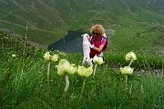 66 Pulsatilla alpina 'sulphurea' con vista sul Lago di Valbona